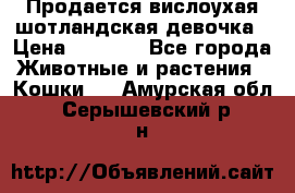 Продается вислоухая шотландская девочка › Цена ­ 8 500 - Все города Животные и растения » Кошки   . Амурская обл.,Серышевский р-н